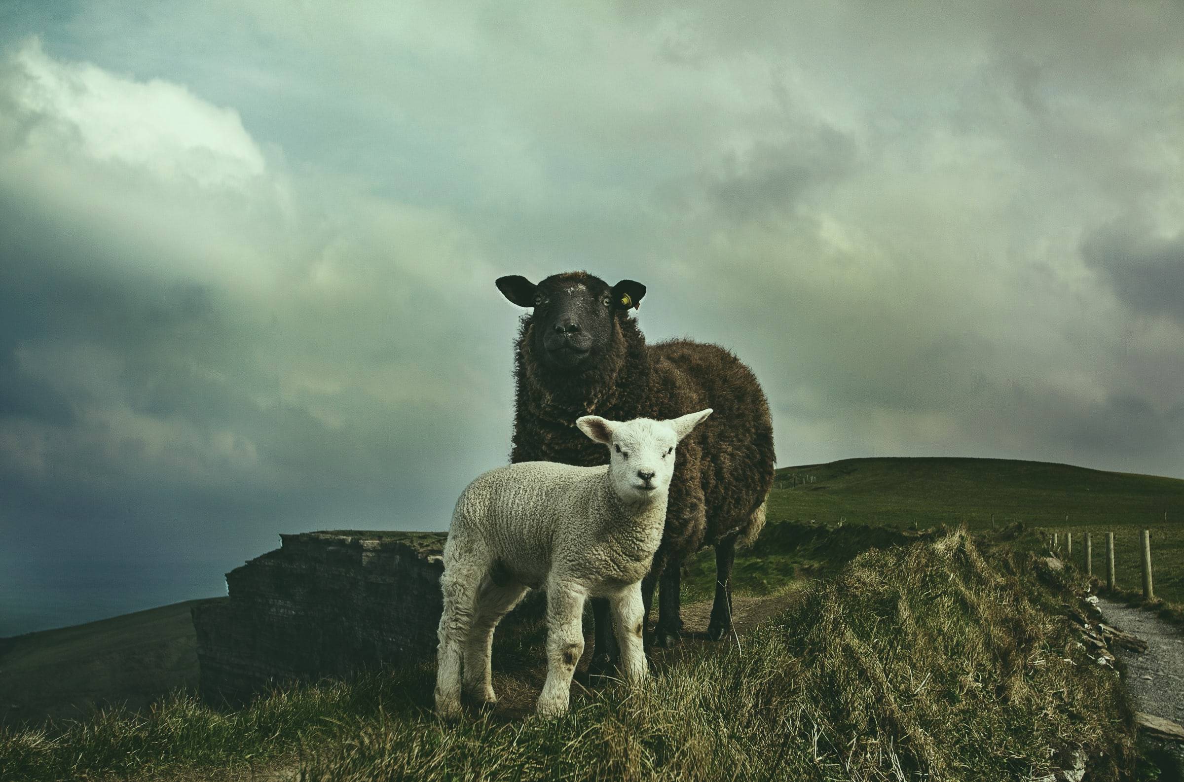 A ewe and her lamb on a grassy hilltop