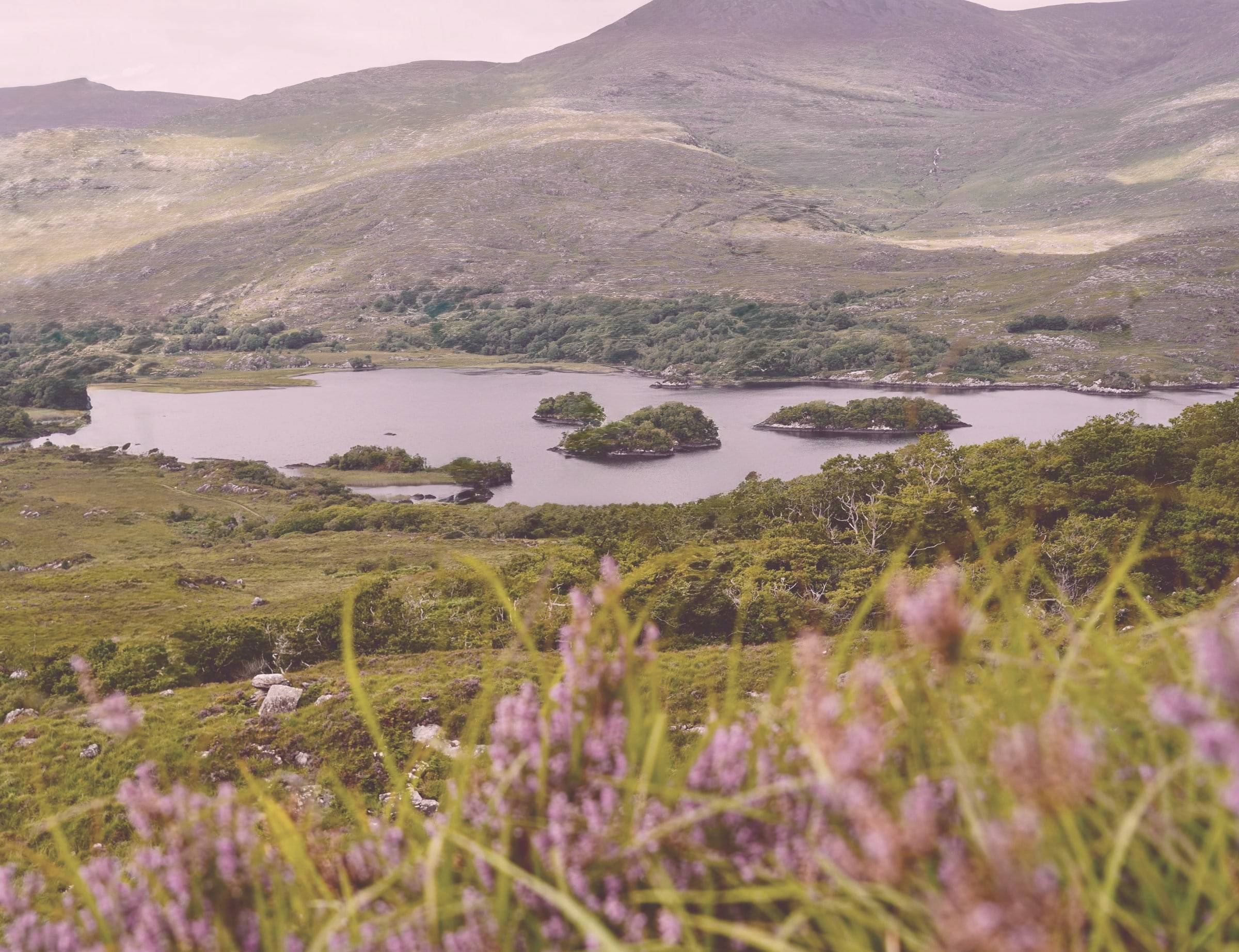 Purple heather above a lake scattered with small wooded islands